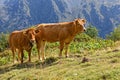 Cows in mountain pastures of Belledonne Royalty Free Stock Photo