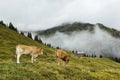 Cows in mountain pastures by foggy high alpine landscape Royalty Free Stock Photo