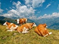 Cows in mountains