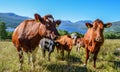 Cows in the mountains