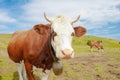 Cows in the mountains with horns and cowbells. Royalty Free Stock Photo