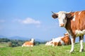 Cows on a mountains pasture Royalty Free Stock Photo