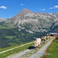 Cows and mountains.