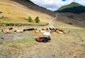 Cows in the mountains. Tusheti region. Georgia Royalty Free Stock Photo