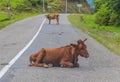 The cows of Mtskheta-Mtianeti region, Georgia Royalty Free Stock Photo