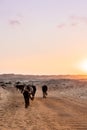 Cows of Namibe desert Royalty Free Stock Photo