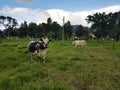 Cows at National University of Colombia Royalty Free Stock Photo