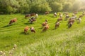 Cows in a natural environment grazing on idyllic pasture