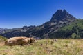 Cows near the Ayous lake and Midi d`Ossau mountain in the Pyrenees France Royalty Free Stock Photo