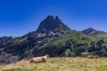 Cows near the Ayous lake and Midi d`Ossau mountain in the Pyrenees France Royalty Free Stock Photo