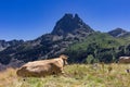 Cows near the Ayous lake and Midi d`Ossau mountain in the Pyrenees France Royalty Free Stock Photo