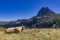 Cows near the Ayous lake and Midi d`Ossau mountain in the Pyrenees France Royalty Free Stock Photo