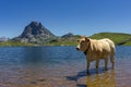 Cows near the Ayous lake and Midi d`Ossau mountain in the Pyrenees France Royalty Free Stock Photo