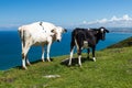 Cows near bude cornwall uk Royalty Free Stock Photo