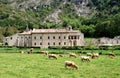 Cows near the Monastery of St. Mary, Spain Royalty Free Stock Photo
