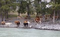 Cows near mountain river Katun, Altai, Russia Royalty Free Stock Photo