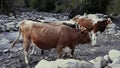 Cows near the river in the mountains.