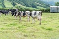 Cows near Sete Cidades on the island of Sao Miguel in the Azores, Portugal Royalty Free Stock Photo