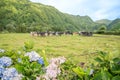 Cows near Sete Cidades on the island of Sao Miguel in the Azores, Portugal