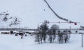 Cows near a stable in the field in winter in a rural area Royalty Free Stock Photo