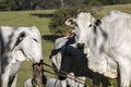 Cows of the Nelore zebu breed, in a pasture area of a beef cattle farm Royalty Free Stock Photo