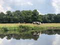 Cows next to the Beneden Regge river