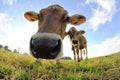 Cows Royalty Free Stock Photo
