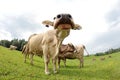 Cows Royalty Free Stock Photo