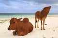 Cows on ocean beach in Zanzibar Royalty Free Stock Photo