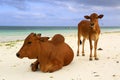Cows on ocean beach in Zanzibar Royalty Free Stock Photo
