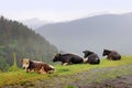 The cows in Omalo village. Tusheti region (Georgia)