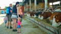 OLOMOUC, CZECH REPUBLIC, JUNE 11, 2019: Cows on organic farm farming, family children baby, feed hay grass silage pets