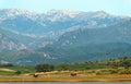 Cows in oriental plain of Corsica Royalty Free Stock Photo
