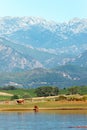 Cows in oriental plain of Corsica Royalty Free Stock Photo