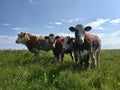 Cows on Orkney Islands