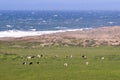 Cows out to pasture on the ocean at Point Reyes National Seashore Royalty Free Stock Photo