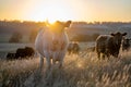 cows in the outback on a farm in australia in summer