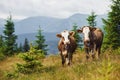 Cows outdoors at Carphatian mountains. Conception of traveling and farming Royalty Free Stock Photo
