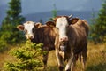 Cows outdoors at Carphatian mountains. Conception of traveling and farming Royalty Free Stock Photo