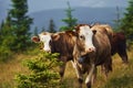 Cows outdoors at Carphatian mountains. Conception of traveling and farming Royalty Free Stock Photo