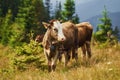 Cows outdoors at Carphatian mountains. Conception of traveling and farming Royalty Free Stock Photo
