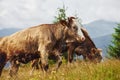 Cows outdoors at Carphatian mountains. Conception of traveling and farming Royalty Free Stock Photo