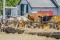 Cows on outdoors summer farm feed on hay in a paddock. Industrial agricultural dairy farm. Royalty Free Stock Photo