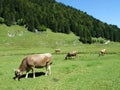 Cows at the outskirts of the in the Samtisersee and Brulisau area