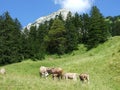 Cows at the outskirts of the in the Samtisersee and Brulisau area