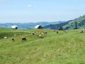 Cows at the outskirts of the in the Samtisersee and Brulisau area