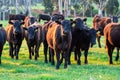 Cows in a paddock near Marysville in rural Victoria, Australia Royalty Free Stock Photo