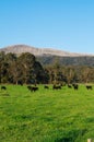 Cows in a paddock near Marysville in rural Victoria, Australia Royalty Free Stock Photo