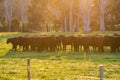 Cows in a paddock near Marysville in rural Victoria, Australia Royalty Free Stock Photo