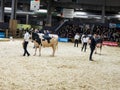 Cows parade with farmers at the annual international agriculture meeting at Paris, France Royalty Free Stock Photo